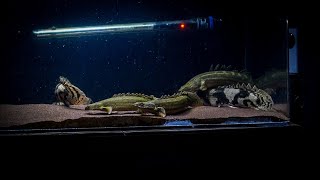 Preparing my Bichir tank for Low Tech plants [upl. by Everett]