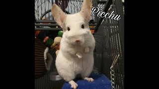 Actual chinchilla chirping contenthappy chinchilla sound improved [upl. by Alidis]