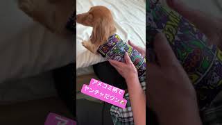 20240909 ななちゃん服 episodeⅡ 其の弐 ヤンチャンなアメコミタンクだ、ワン shorts ダックスフンド 保護犬 [upl. by Ursi]