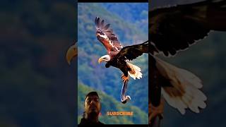 shorts eagles birds animals attitude cute funny cutebaby video comedyvideos motivation t [upl. by Rehpitsirhc76]