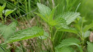 Nettle Plant Identification – Herbal Walk Series [upl. by Bolt]