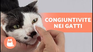 5 RIMEDI NATURALI per la CONGIUNTIVITE nel GATTO 🐱👀 Come pulire i suoi occhi [upl. by Asena307]