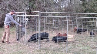 Are Wild Hogs Out of Control In Florida [upl. by Yalonda]