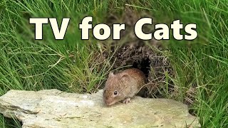 Cat TV Mouse Hole  Mice for Cats to Watch  8 HOURS 🐭 Videos for Cats to Watch Mice [upl. by Kcub]