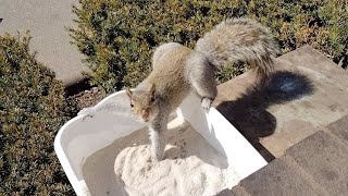 Squirrels reactions to chinchilla dust bath [upl. by Tolecnal449]