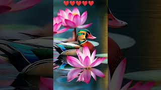 Mandarin Duck on a Flower Pond ❤️❤️❤️❤️ music cover dance song coversong songcycle cutesong [upl. by Iznek266]