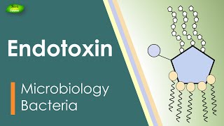 Lipopolysaccharides  LPS  Endotoxin  Bacterial toxin  Inflammation  Basic Science Series [upl. by Uah]