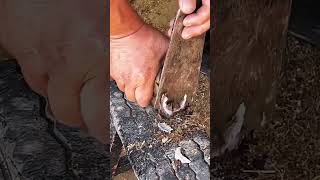 Horse hoof cutting horse hoof satisfying farrier farrierlife oddlysatisfying equestrian foal [upl. by Askari]