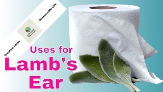 Uses for Lambs Ear Stachys byzantina  Grow your own toilet paper and more [upl. by Arad]