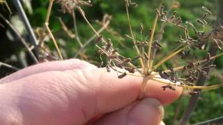 Infos aus dem Kräutergarten Fenchel  Fenchelsamen  Der Bio Koch [upl. by Duaner217]