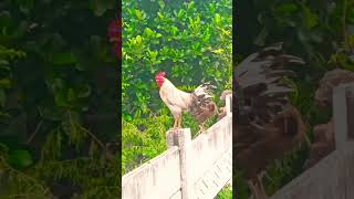 funnychicken husbandwifetamilcomedy entertainment kozhikoothugal kozhikoovuthu comedy funny [upl. by Ertha]