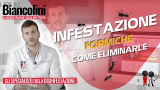 🐜​ Infestazione di formiche  Come eliminarle definitivamente 🐜​ [upl. by Niabi]