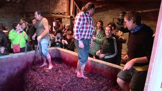 Fiesta del Pisado de la Uva Bodegas Lecea  Vídeo Reportaje [upl. by Wolff]