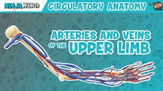 Circulatory System  Arteries amp Veins of the Upper Limb  Vascular Arm Model [upl. by Lodnar]