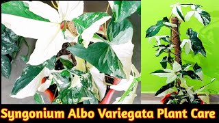 Syngonium albo variegata Syngonium albo प्लांट की केयर कैसे करे Variegated Syngonium care [upl. by Imotas824]