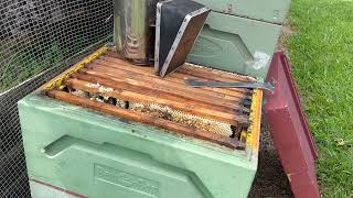 🐝 Free bees An unexpected swarm capture Bees set up home in old gear October 2024 [upl. by Yevreh559]