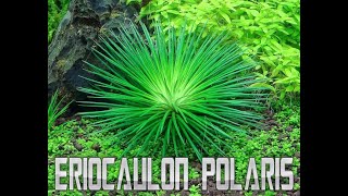 Eriocaulon Polaris [upl. by Asik576]