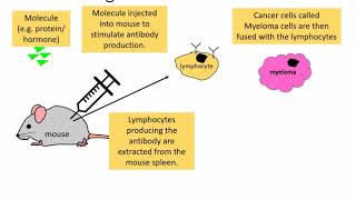 GCSE Biology Monoclonal antibodies [upl. by Witha]