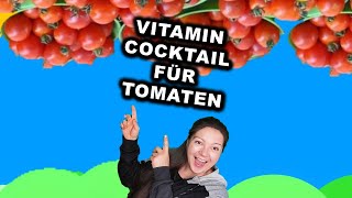 TOMATEN EXPLODIEREN davon  Dünger  Tomaten düngen mit Hefe und Zucker Bio Dünger [upl. by Ydniahs625]