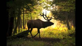 A look at Pennsylvanias elk herds [upl. by Vyse274]