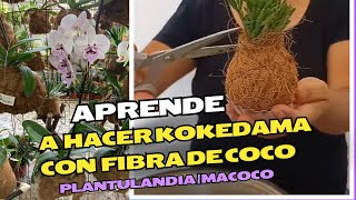 APRENDE A HACER KOKEDAMAS CON FIBRA DE COCO 🥥 [upl. by Goldina]