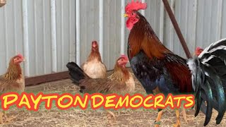 HISTORY OF DEMOCRATS GAMEFOWL  MY PASSION HISTORY [upl. by Burwell195]