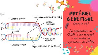 Le matériel génétique🔔 partie 02  La réplication de LADN  📣📣EXPLICATION L2 Génétique SNV [upl. by Nostrebor269]