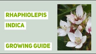 Rhaphiolepis indica Indian Hawthorn Growing Guide [upl. by Nelleoj]