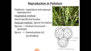 Psilotum  reproduction [upl. by Lonnie]