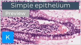 Simple epithelium types of tissues and cells preview  Human Histology  Kenhub [upl. by Lontson]