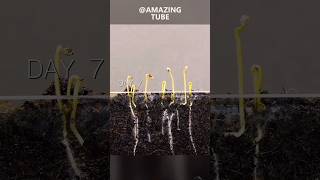 Growing tomato plants timelapse amazingtubef plants agriculture [upl. by Sethi]