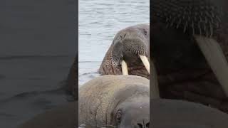 Why Walruses Love Their Blubber [upl. by Atena]