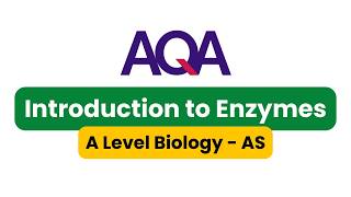 Introduction to Enzymes Part 1  AQA Biology  Year 12 [upl. by Stevenson]