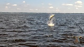 BIG Tarpon St Johns River [upl. by Salchunas118]