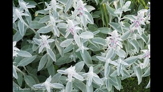 Choose the Right Lambs Ear  Here She Grows [upl. by Maureen483]