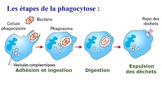 Immunité non spécifique naturelle ou innée 3AC SVT [upl. by Aissyla]