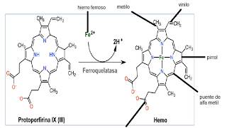 Hemoglobina parte 2grupo hemo union del hemo a la gb efecto de cooperatividad [upl. by Lanny805]