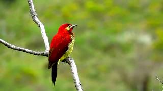 crimsonmantled woodpecker Colaptes rivolii Serranía del Perijá Northern Colombia Birding Trail [upl. by Larrie]