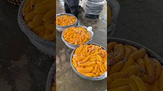 Mullet Roe Harvest in Taiwan shorts taiwanfood fish [upl. by Inava]