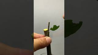 Best method and unique ideas for the grafting of fruit trees grafting plants garden tree​ [upl. by Gerita]