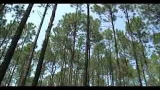 USDA NRCS Longleaf Pine Initiative in Louisiana [upl. by Daniels]