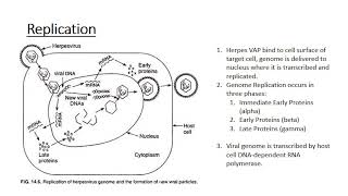 The Human Herpes Viruses [upl. by Kram]