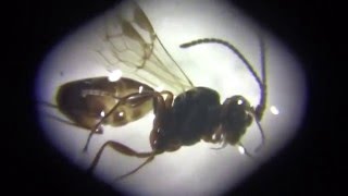 Under Microscope Parasitic Wasps Braconidae Ichneumonoidea Hymenoptera Turkey [upl. by Phila135]