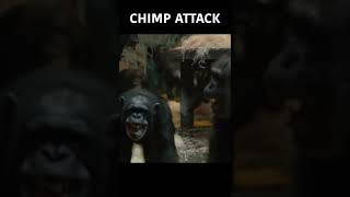 Terrifying Chimp Attack  SHORTS  Nature Bites [upl. by Beaumont565]