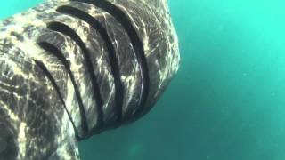 Swimming and snorkelling with basking sharks Cornwall UK [upl. by Tabby]