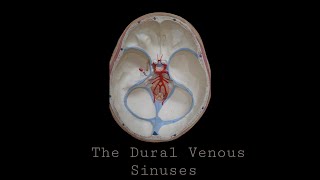 Dural Venous Sinuses [upl. by Loferski]