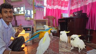 New Macaw Cockatoos Baby For our New Parrot Farm [upl. by Sullivan]