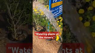 Watering plants at the nursery nursery gardening plantslover homedecor garden gardenflowers [upl. by Leilani]