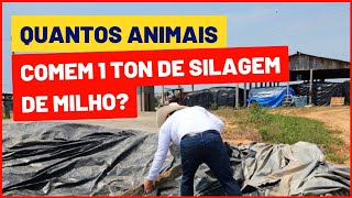 1 tonelada de SILAGEM DE MILHO alimenta quantos ANIMAIS no CONFINAMENTO [upl. by Gemina]