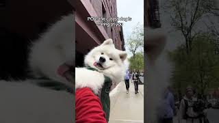 That tongue tho dogshorts samoyed puppy dogs puppies funnyvideos [upl. by Hedgcock819]